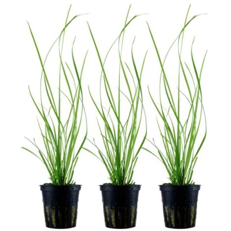 Aquarium Pflanze 3 Stück Cyperus helferi Wasserpflanze AquaOne Topf Nr.333A Set