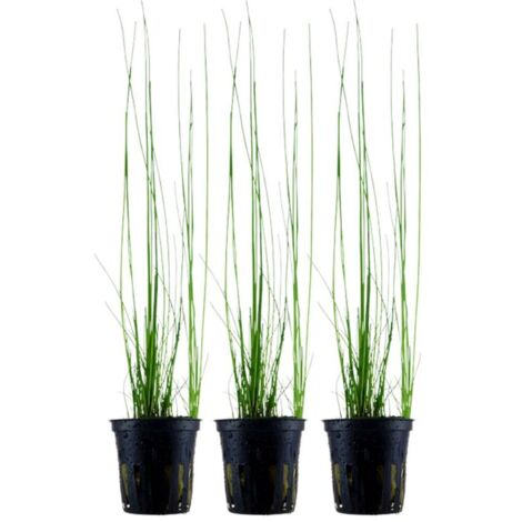 Aquarium Pflanze 3 Stück Eleocharis montevidensis Wasserpflanze Nr.132D Set