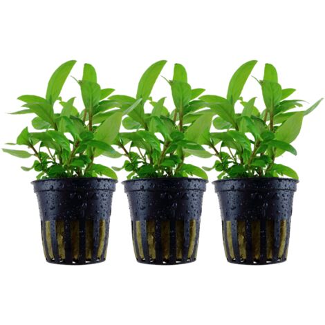 Aquarium Pflanze 3 Stück Staurogyne repens Wasserpflanze Tropica Nr.049G Set