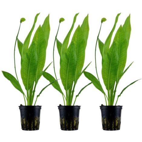 Aquarium Pflanze 3 Stück Echinodorus bleheri Wasserpflanze Topf Nr.371 Set