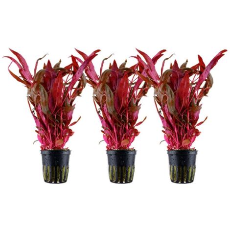 Aquarium Pflanze 3 Stück Alternanthera reineckii 'Pink' Wasserpflanze Nr.323 Set