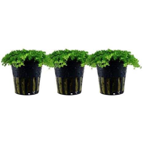 Aquarium Pflanze 3 Stück Hemianthus callitrichoides Wasserpflanze Nr.048B Set