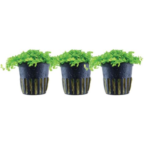 Aquarium Pflanze 3 Stück Micranthemum tweediei 'Monte Carlo' Wasserpflanze Nr.325 Set