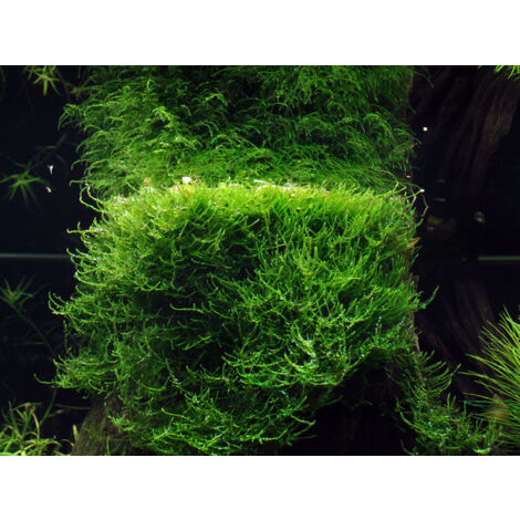 Aquarium Pflanze In Vitro 2 Stück Moos Taxiphyllum barbieri Wasserpflanze Nr.003 TC Set