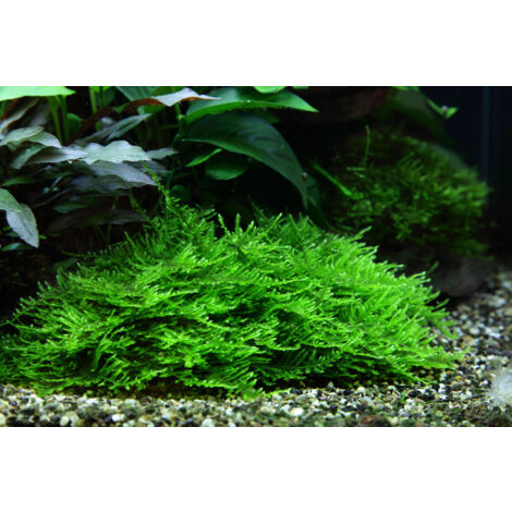 Aquarium Pflanze In Vitro 2 Stück Moos Taxiphyllum 'Spiky' Wasserpflanze Nr.003G TC Set