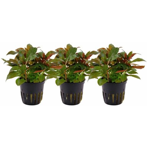 Aquarium Pflanze 3 Stück Ludwigia glandulosa Tropica Nr.035A Set
