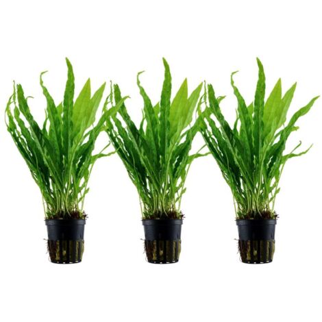 Aquarium Pflanze 3 Stück Microsorum pteropus Wasserpflanze Tropica Topf Nr.308 Set