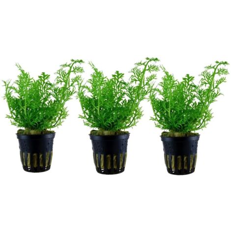 Aquarium Pflanze 3 Stück Ceratopteris thalictroides Wasserpflanze Topf Nr.305A Set