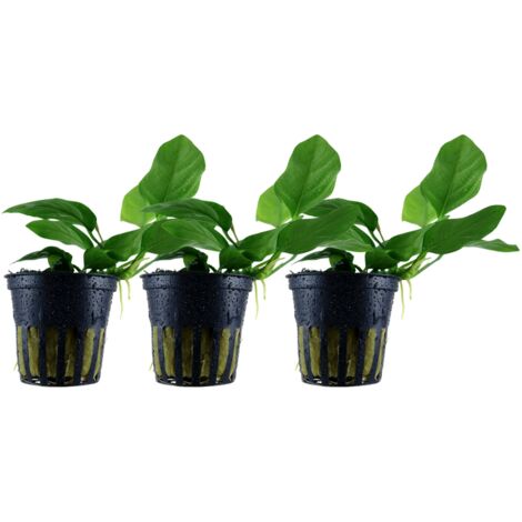 Aquarium Pflanze 3 Stück Anubias barteri nana Wasserpflanze Topf Nr.301 Set