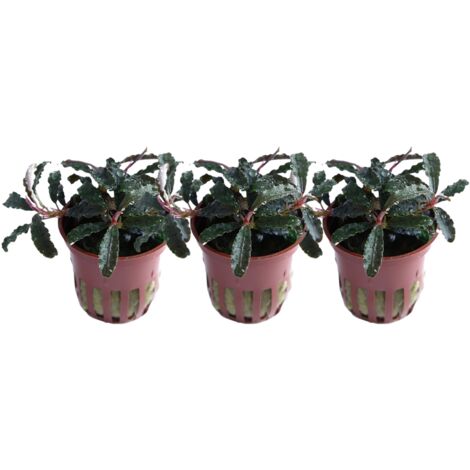 Aquarium Pflanze 3 Stück Bucephalandra 'Kedagang' Wasserpflanze Tropica Topf Nr.139B Set