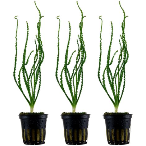 Aquarium Pflanze Crinum calamistratum 3 Stück Wasserpflanze Topf Nr.094A Set