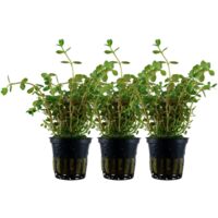 Aquarium Pflanze 3 Stück Rotala rotundifolia Nr.033