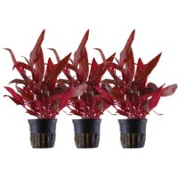 Aquarium Pflanze 3 Stück Alternanthera reineckii Rosanervig Wasswerpflanze Nr.323D Set