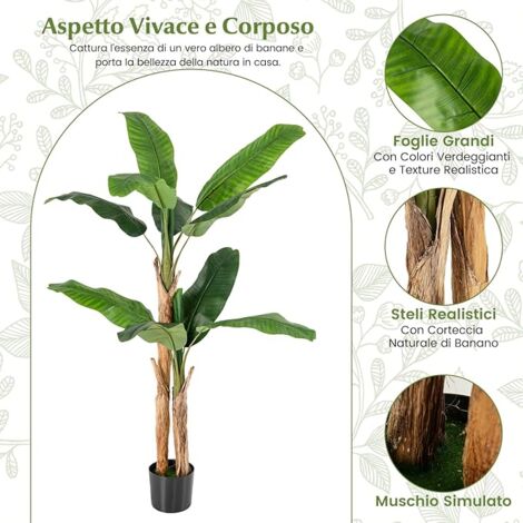 Albero di banane: caratteristiche, cura e coltivazione