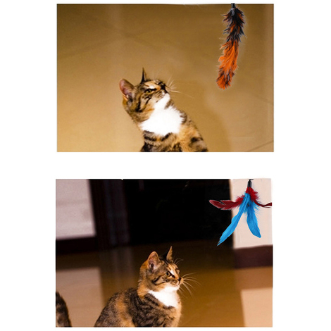 Chat Drole Jouet En Plumes 11 Pieces