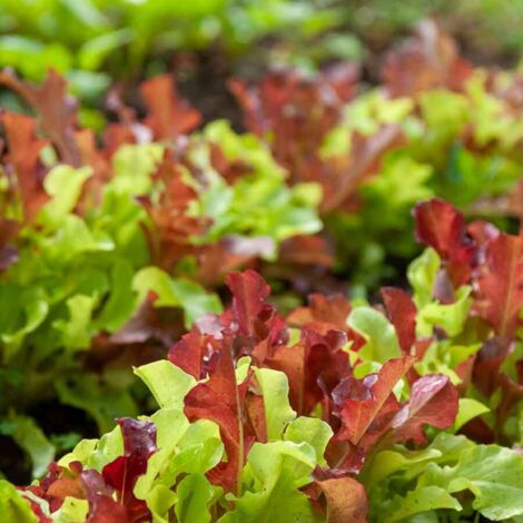Vilmorin - Laitue à Couper en Mélange - Bio
