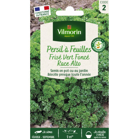 Persil Frisé Vert Foncé race Alto Vilmorin (1/2)