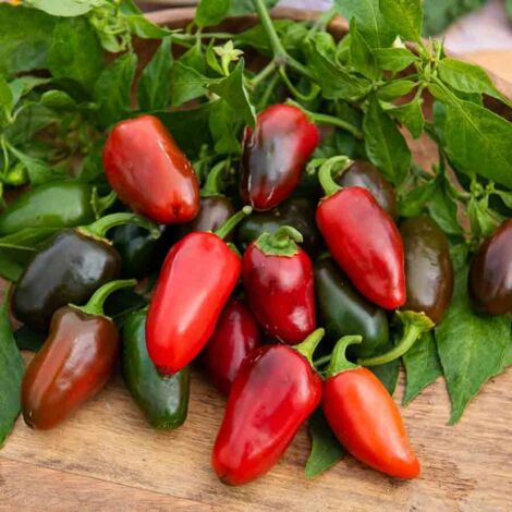 Vilmorin - Piment Jalapeño