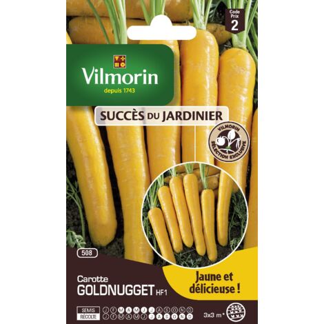 Carotte Goldnugget HF1 Vilmorin (1/2)