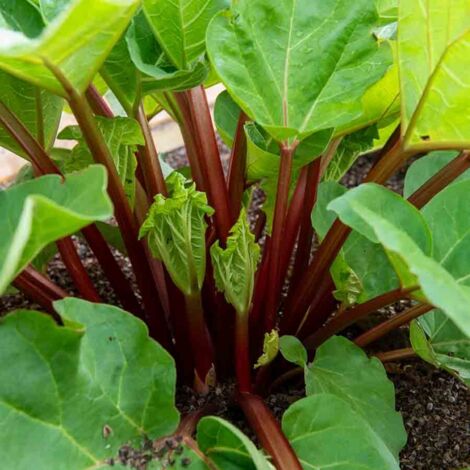 Vilmorin - Rhubarbe Victoria Bio