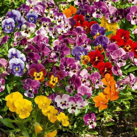Viola Cornuta Variée Vilmorin (1/2)