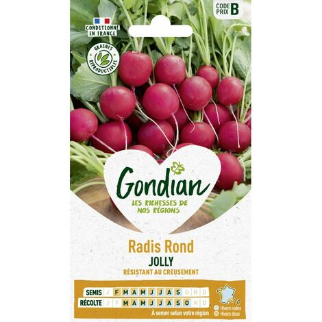 Gondian - Radis rond Jolly (1/2)