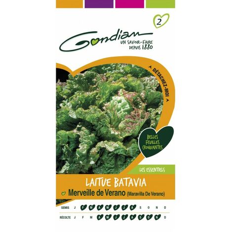 Gondian - Laitue Batavia Merveille de Verano (1/4)