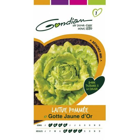 Gondian - Laitue Pommée Gotte Jaune D'or (1/2)