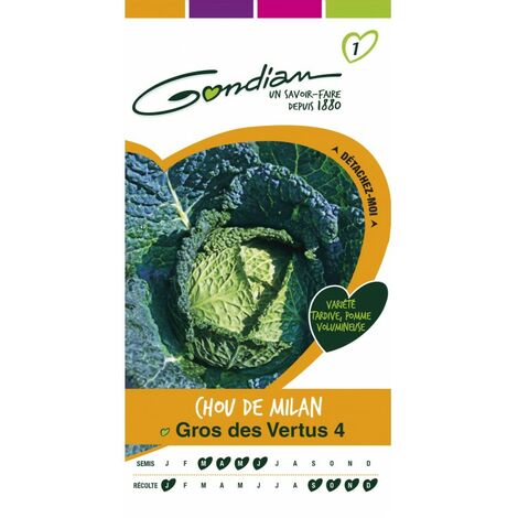 Gondian - Chou de Milan Gros des Vertus 4 (1/3)