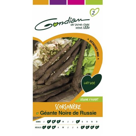 Gondian - Scorsonere Géante Noire de Russie (1/3)