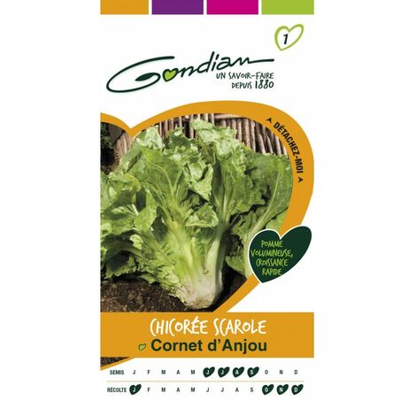 Gondian - Chicorée Scaarole Cornet D'anjou (1/3)