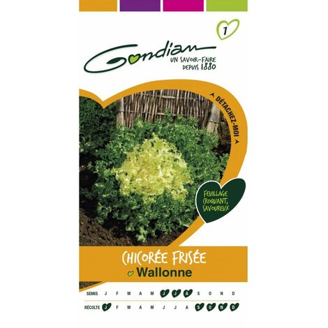 Gondian - Chocorée Frisée Wallonne (1/3)