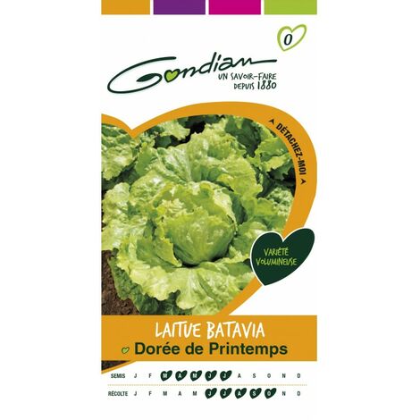 Gondian - Laitue Batavia Dore de Printemps (1/3)