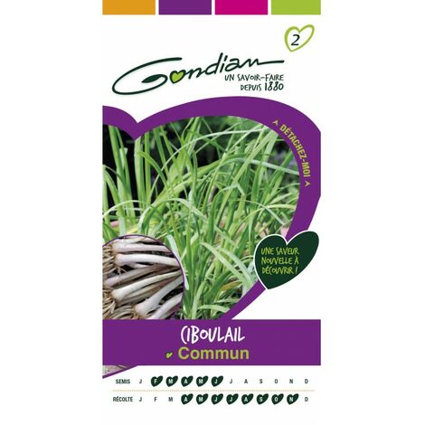 Gondian - ciboulail commun (1/3)