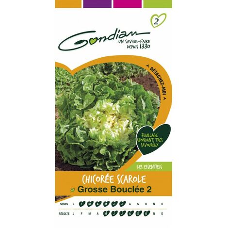Gondian - Chicorée Scarole Grosse Bouclée 2 (1/3)