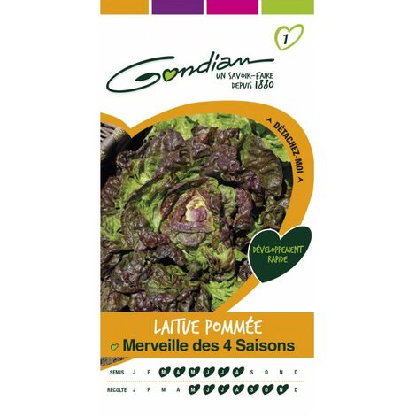Gondian - Laitue Pommée Merveille des 4 Saisons (1/3)