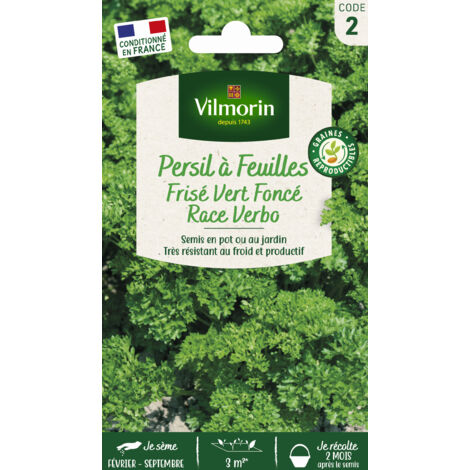Persil Frisé Vert Foncé Race Verbo Vilmorin (1/2)