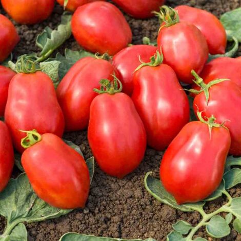 Vilmorin - Tomate Roma Bio VF (1/2)
