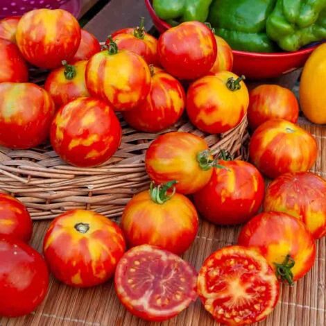 Vilmorin - Tomate Tigerella Bicolore Bio