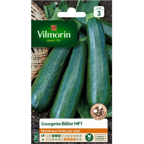 Vilmorin - Courgette Bélor HF1 (Obtention Vilmorin) (1/2)