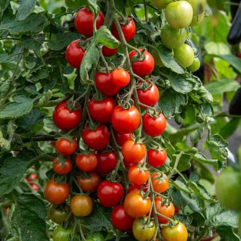 Vilmorin - Tomate Sweetbaby (1/2)