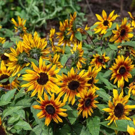 Sachet graines Tournesol Suntastic F1 - Helianthus annuus (1/2)