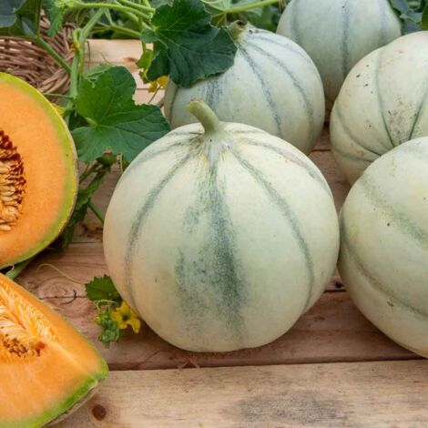 Vilmorin - Melon Charentais Bio (1/2)