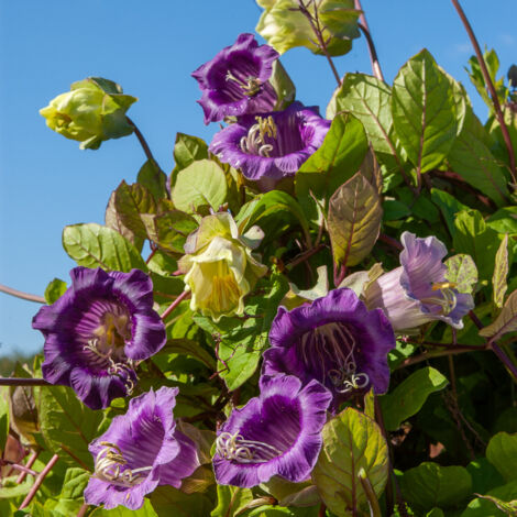 Cobée Grimpante Vilmorin
