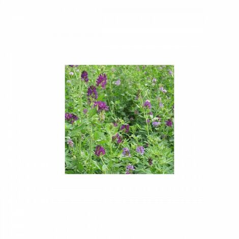 Vilmorin - Engrais Vert Luzerne Flamande 500G (1/2)