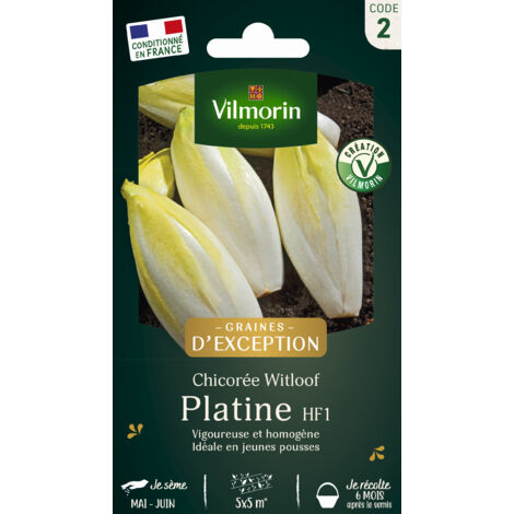 Vilmorin - Chicorée Witloof Platine (1/3)