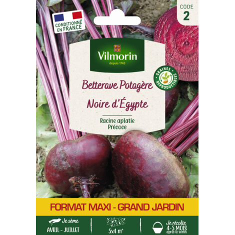 Betterave Potagère Noire Plate d'Egypte - Grand Modèle Vilmorin