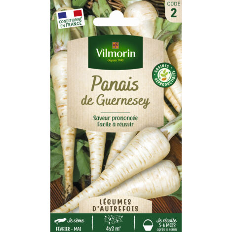Vilmorin - Panais de Guernesey (1/3)
