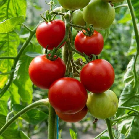 Vilmorin - Tomate Matina Bio (1/2)