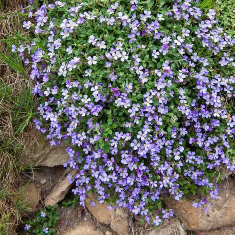 Aubriétia Roi des Bleus Vilmorin
